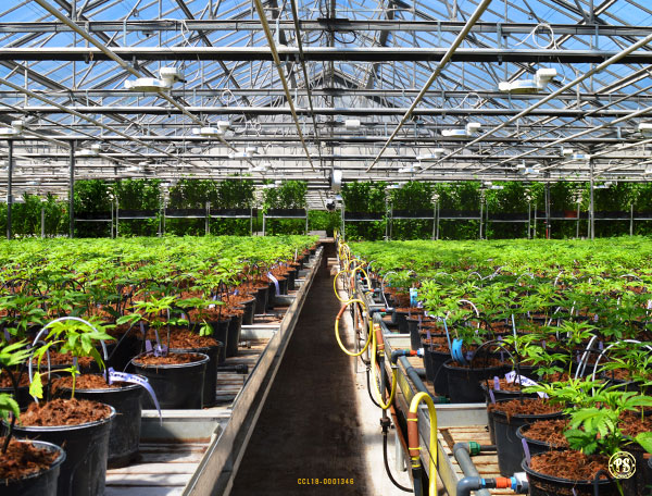 Sustainable greenhouse grow uses natural energy from the sun.