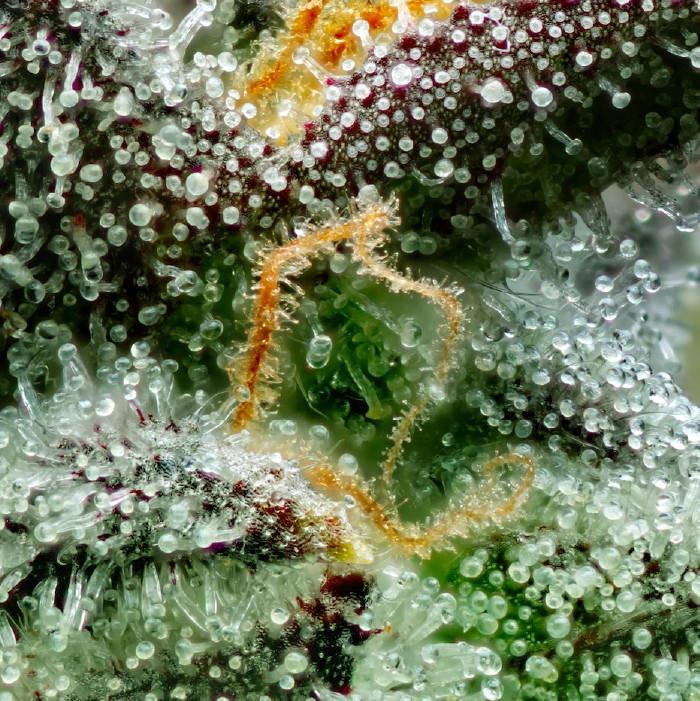 Blue Dream strain growing icy trichomes and bright pistils.