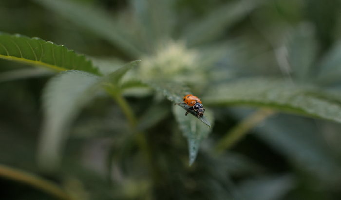 Ladybug cleaning the cannabis leaves at the vegetation stage.
