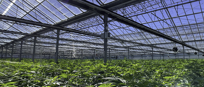 Medical vs. Recreational greenhouse grown cannabis